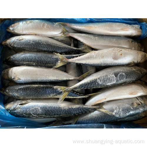 High Quality Pacific Mackerel 6-8Pcs/Kg For Canning